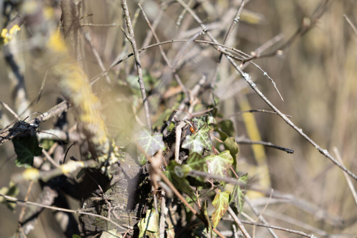 Canon RF 50mm 1.4 L VCM Test 73