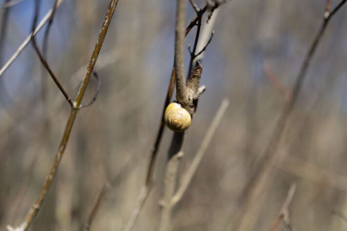 Canon RF 50mm 1.4 L VCM Test 74