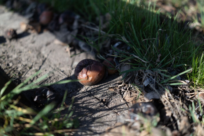 Canon RF 50mm 1.4 L VCM Test 77