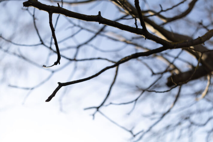 Canon RF 50mm 1.4 L VCM Test 14