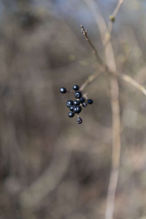 Canon RF 50mm 1.4 L VCM Test 81