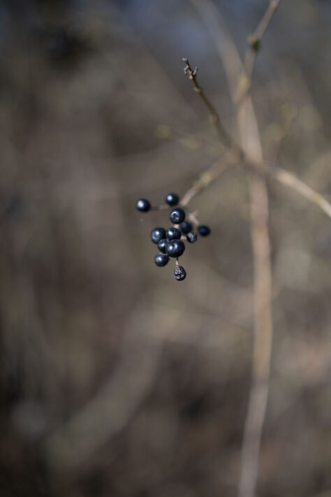 Canon RF 50mm 1.4 L VCM Test 80