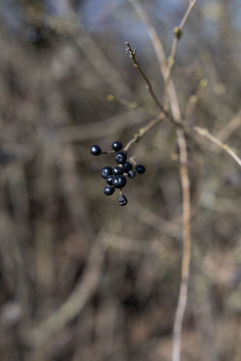 Canon RF 50mm 1.4 L VCM Test 83