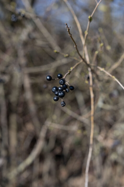 Canon RF 50mm 1.4 L VCM Test 84