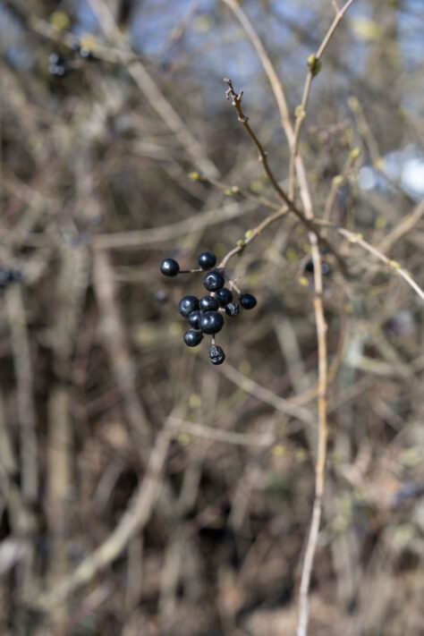 Canon RF 50mm 1.4 L VCM Test 85