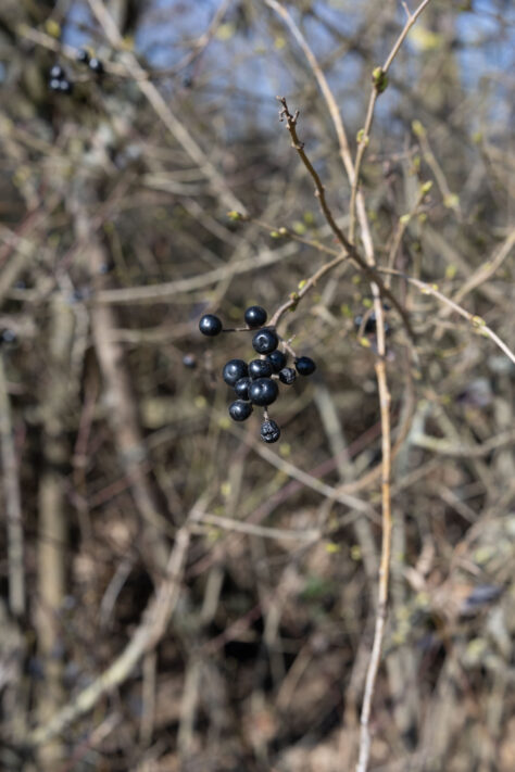 Canon RF 50mm 1.4 L VCM Test 86