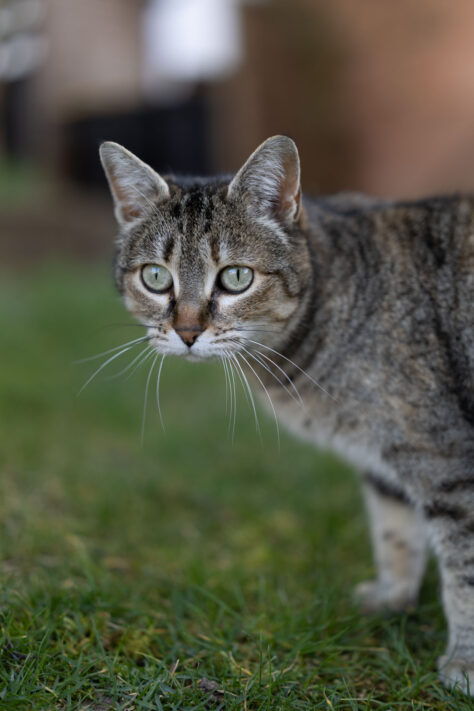 Canon RF 50mm 1.4 L VCM Test 52