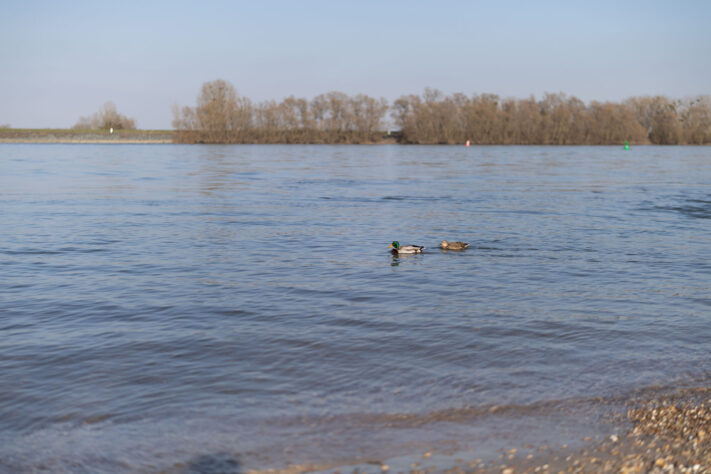 Canon RF 50mm 1.4 L VCM Test 16