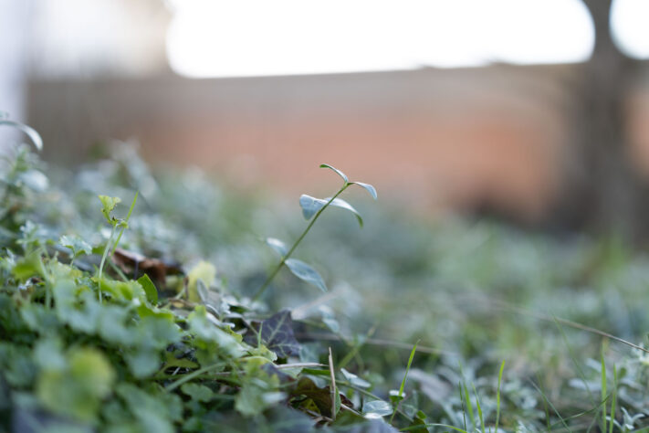 Canon RF 50mm 1.4 L VCM Test 53