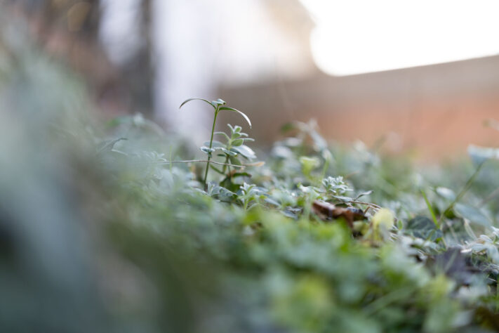 Canon RF 50mm 1.4 L VCM Test 54