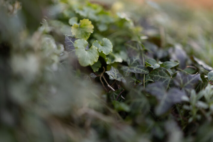 Canon RF 50mm 1.4 L VCM Test 55