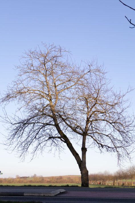 Sigma 16-300mm DC DN OS 3.5-7.1 Contemporary Test 13