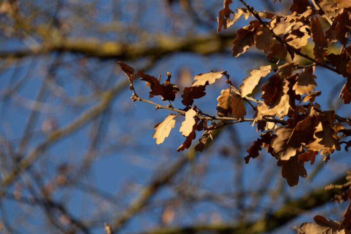 Sigma 16-300mm DC DN OS 3.5-7.1 Contemporary Test 33