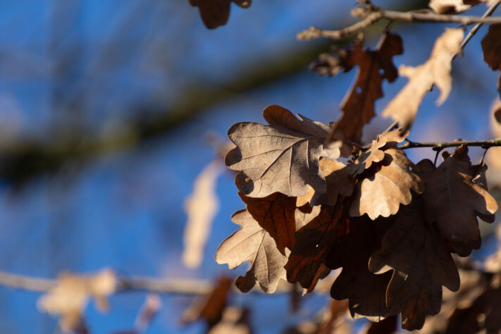 Sigma 16-300mm DC DN OS 3.5-7.1 Contemporary Test 58