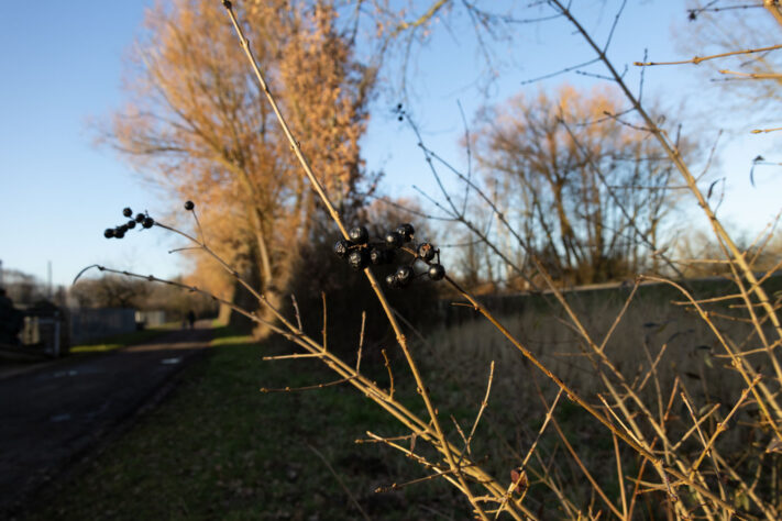 Sigma 16-300mm DC DN OS 3.5-7.1 Contemporary Test 35