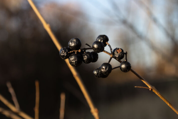 Sigma 16-300mm DC DN OS 3.5-7.1 Contemporary Test 36