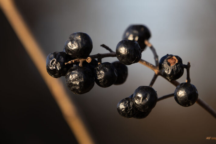 Sigma 16-300mm DC DN OS 3.5-7.1 Contemporary Test 37