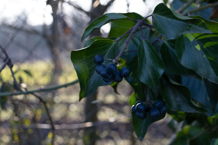 Sigma 16-300mm DC DN OS 3.5-7.1 Contemporary Test 38