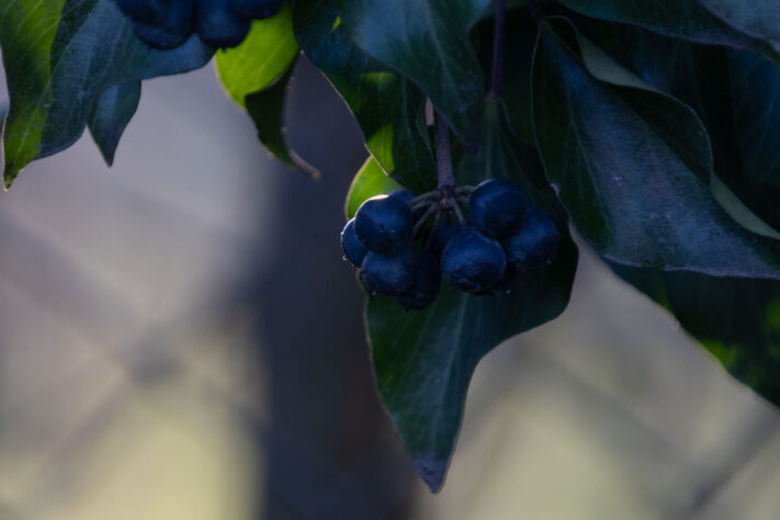 Sigma 16-300mm DC DN OS 3.5-7.1 Contemporary Test 40