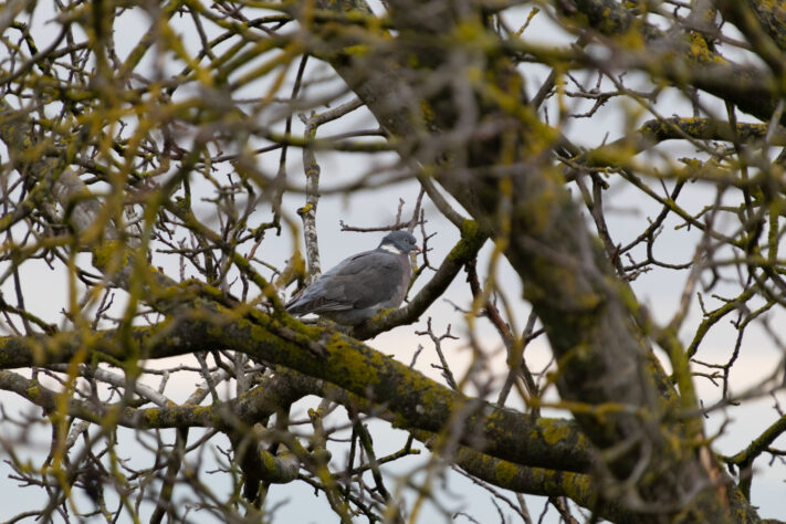 Sigma 16-300mm DC DN OS 3.5-7.1 Contemporary Test 27