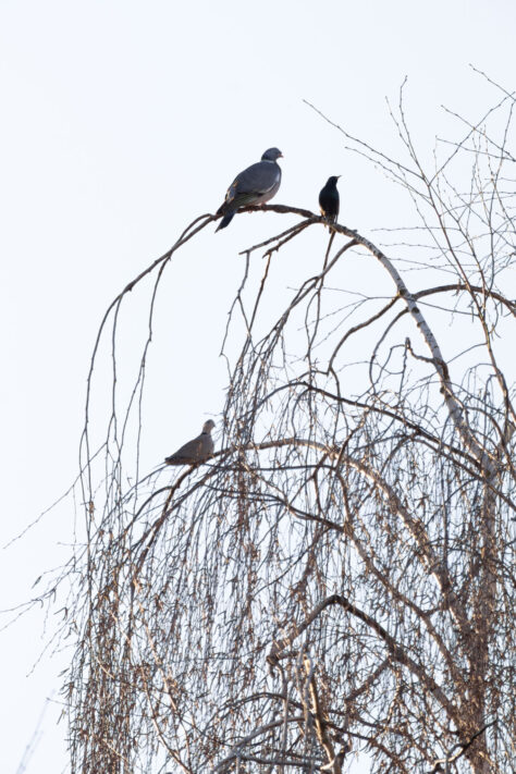 Sigma 16-300mm DC DN OS 3.5-7.1 Contemporary Test 46