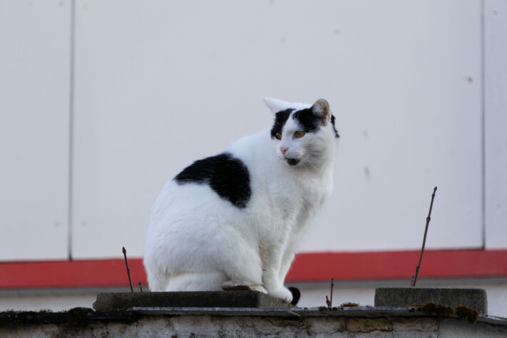 Sigma 16-300mm DC DN OS 3.5-7.1 Contemporary Test 49