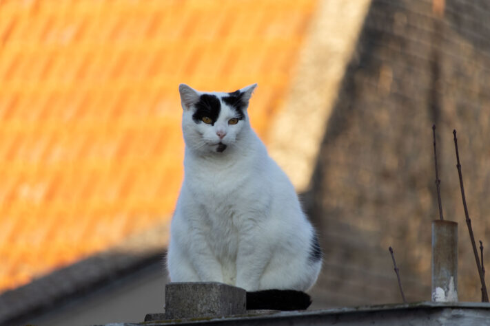 Sigma 16-300mm DC DN OS 3.5-7.1 Contemporary Test 50