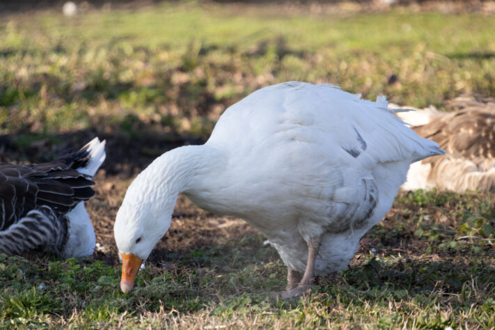 Sigma 16-300mm DC DN OS 3.5-7.1 Contemporary Test 28