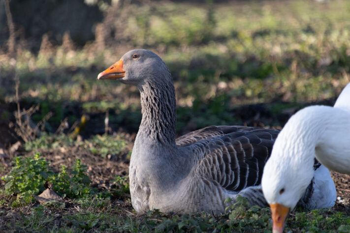 Sigma 16-300mm DC DN OS 3.5-7.1 Contemporary Test 29