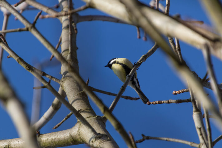 Sigma 16-300mm DC DN OS 3.5-7.1 Contemporary Test 30