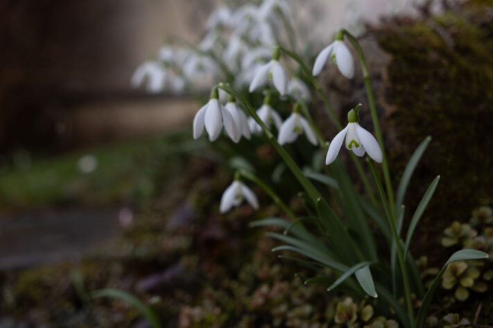 Sigma 18-50mm 2.8 Contemporary Test & Review: Das APS-C Allround-Zoom 41