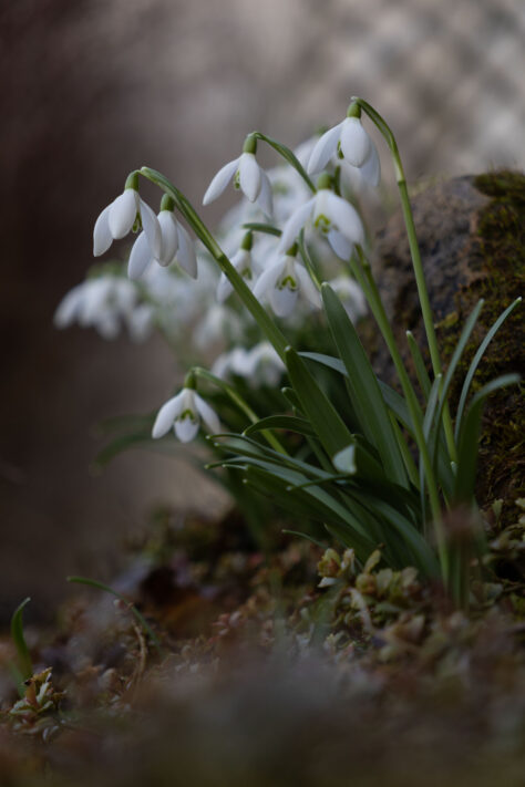 Sigma 18-50mm 2.8 Contemporary Test & Review: Das APS-C Allround-Zoom 43