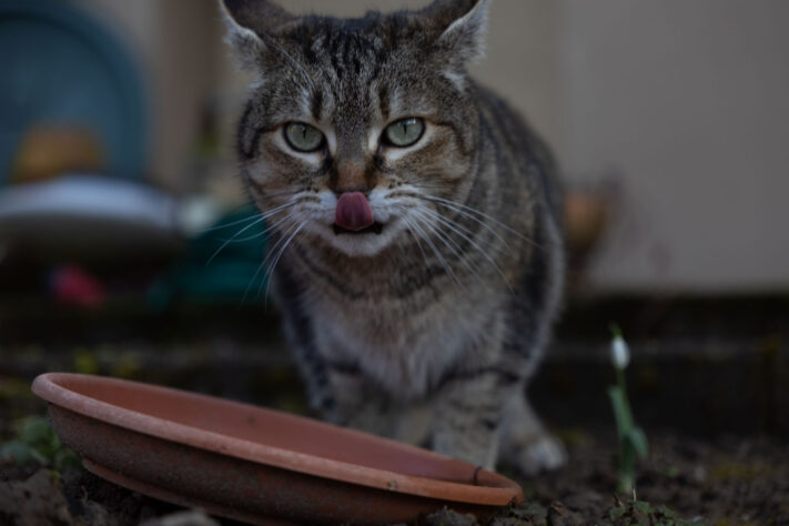 Sigma 18-50mm 2.8 Contemporary Test & Review: Das APS-C Allround-Zoom 26