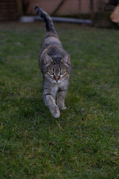 Sigma 18-50mm 2.8 Contemporary Test & Review: Das APS-C Allround-Zoom 27