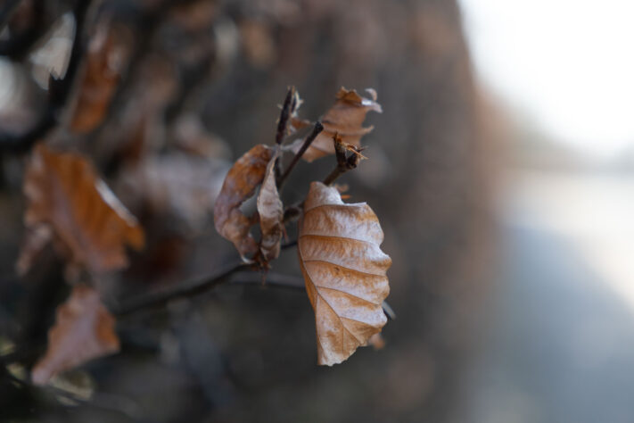 Sigma 18-50mm 2.8 Contemporary Test & Review: Das APS-C Allround-Zoom 44