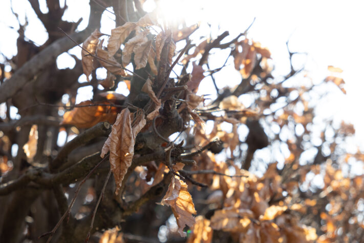 Sigma 18-50mm 2.8 Contemporary Test & Review: Das APS-C Allround-Zoom 45