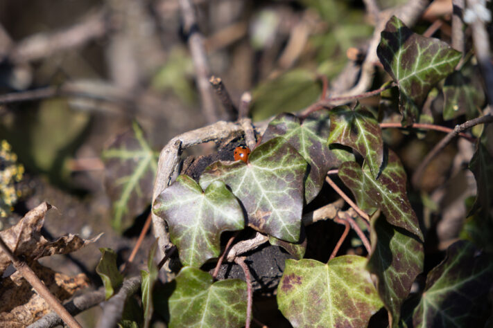 Sigma 18-50mm 2.8 Contemporary Test & Review: Das APS-C Allround-Zoom 33