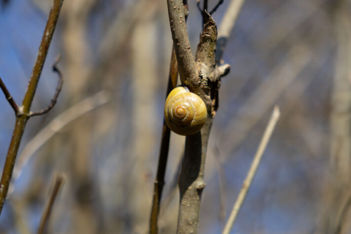 Sigma 18-50mm 2.8 Contemporary Test & Review: Das APS-C Allround-Zoom 46