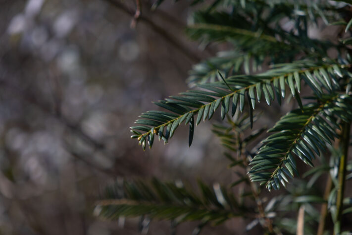 Sigma 18-50mm 2.8 Contemporary Test & Review: Das APS-C Allround-Zoom 47