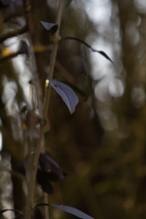 Sigma 18-50mm 2.8 Contemporary Test & Review: Das APS-C Allround-Zoom 48