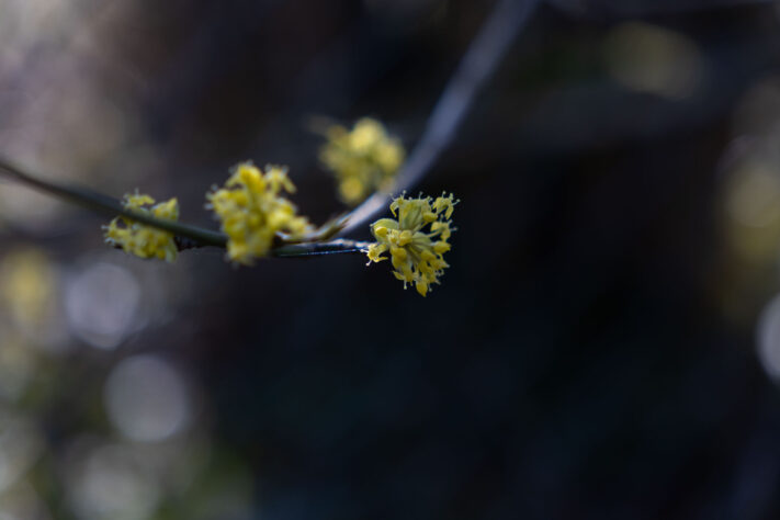 Sigma 18-50mm 2.8 Contemporary Test & Review: Das APS-C Allround-Zoom 49