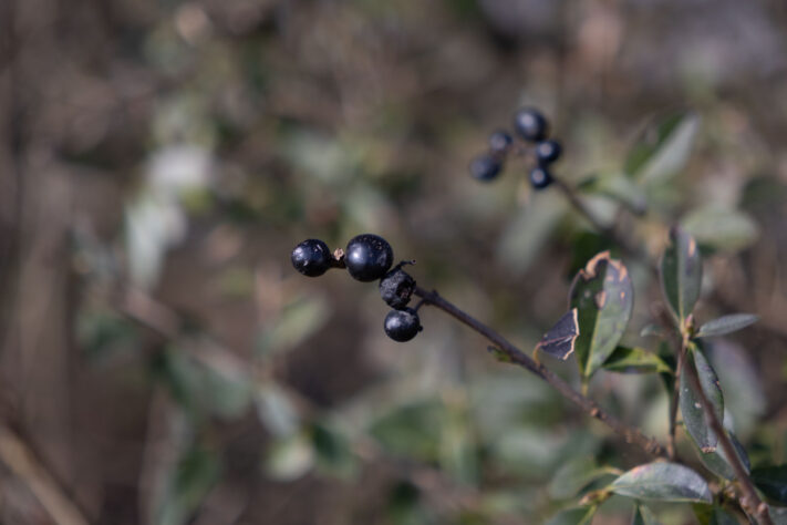 Sigma 18-50mm 2.8 Contemporary Test & Review: Das APS-C Allround-Zoom 50