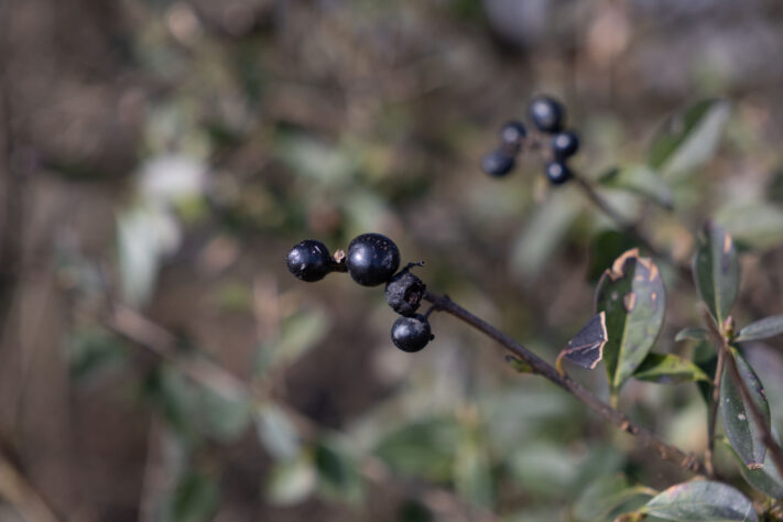 Sigma 18-50mm 2.8 Contemporary Test & Review: Das APS-C Allround-Zoom 51