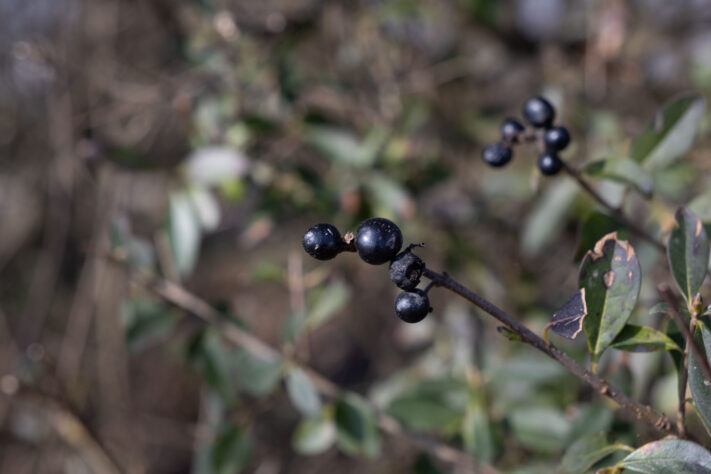 Sigma 18-50mm 2.8 Contemporary Test & Review: Das APS-C Allround-Zoom 52