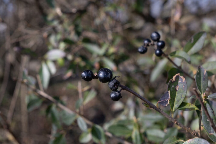 Sigma 18-50mm 2.8 Contemporary Test & Review: Das APS-C Allround-Zoom 53