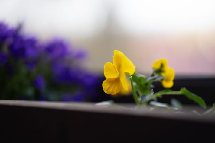 Brightin Star 50mm f/1.4 AF Test - lichtstarkes APS-C Portraitobjektiv 47