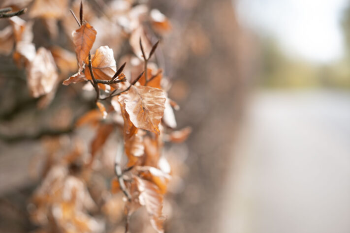 Brightin Star 50mm f/1.4 AF Test - lichtstarkes APS-C Portraitobjektiv 46