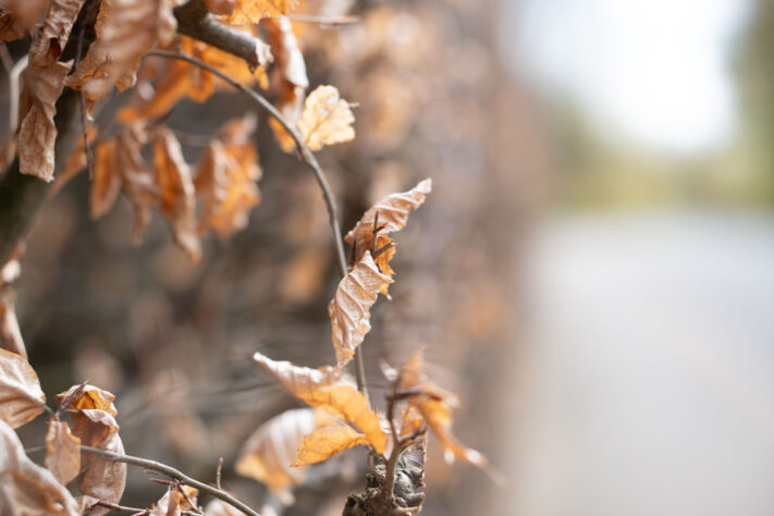Brightin Star 50mm f/1.4 AF Test - lichtstarkes APS-C Portraitobjektiv 11