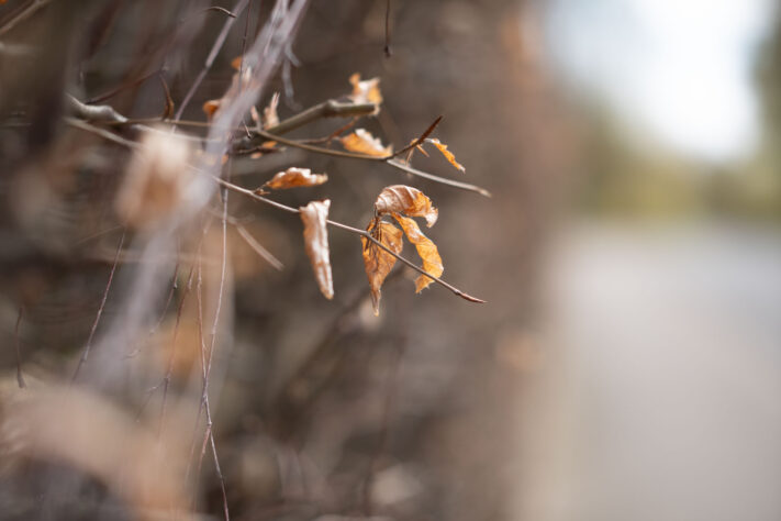 Brightin Star 50mm f/1.4 AF Test - lichtstarkes APS-C Portraitobjektiv 45