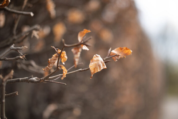 Brightin Star 50mm f/1.4 AF Test - lichtstarkes APS-C Portraitobjektiv 54